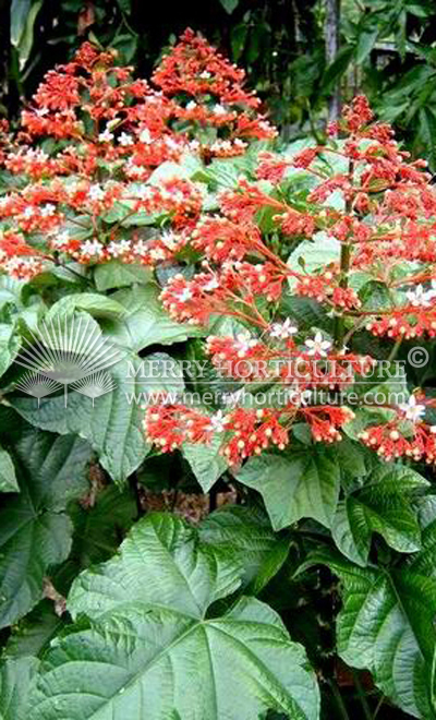 Clerodendrum paniculatum 'Starshine'